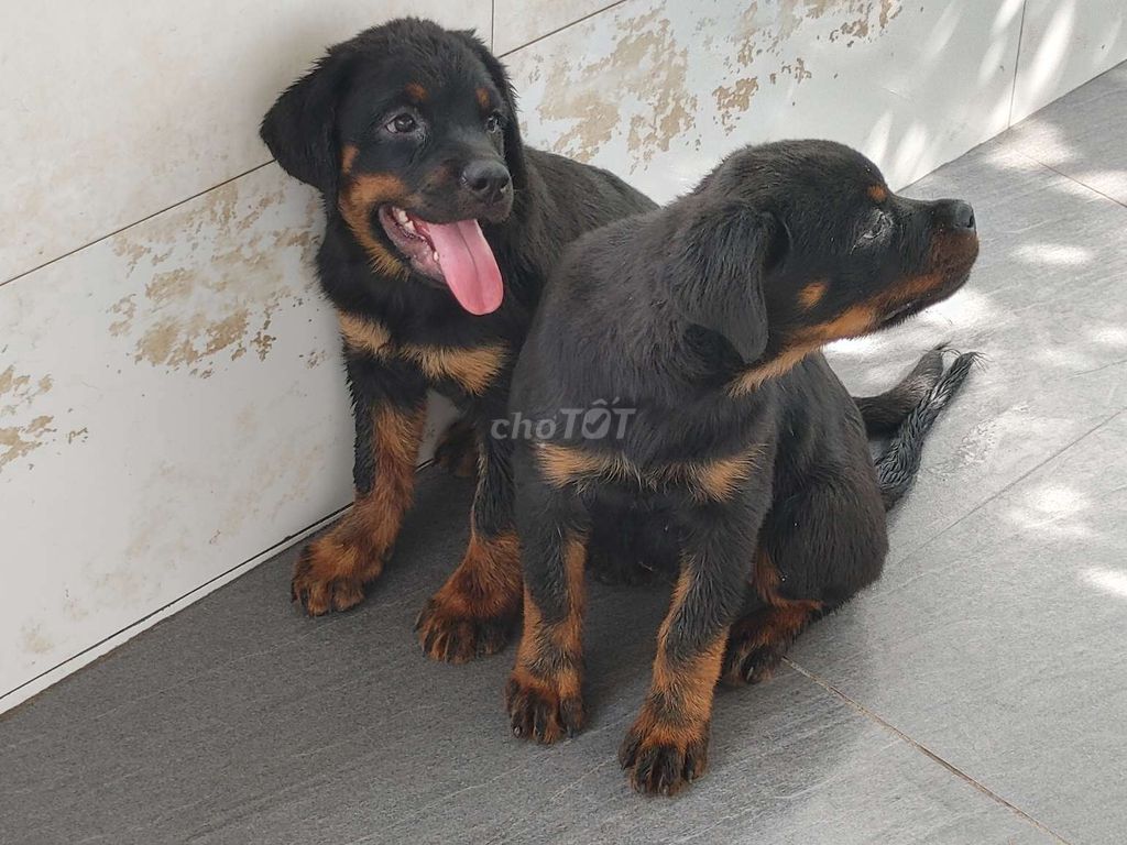 DH.Rottweiler. Mua bán Chó tại Thị xã Duyên Hải Trà Vinh được đăng bởi Nhân Rottweiler  hình 1
