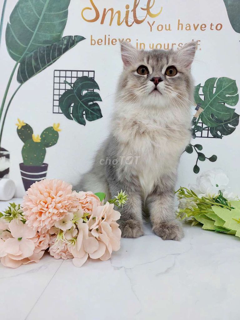 Mình không đủ điều kiện nuôi bé nữa. Mua bán Mèo tại Quận 8 Tp Hồ Chí Minh được đăng bởi Phúc Võ Thanh hình 2