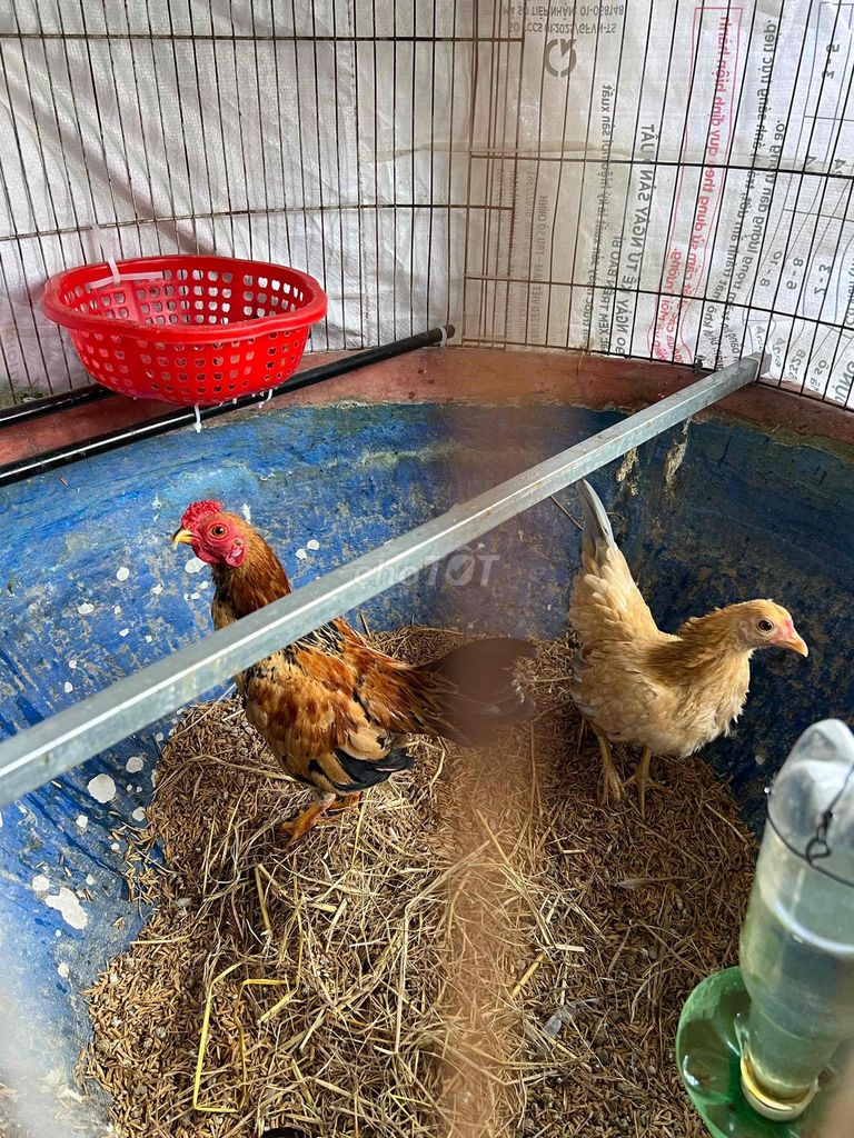 Gà tre cặp tơ. Mua bán Gà tại Thành phố Rạch Giá Kiên Giang được đăng bởi Lê Tuấn hình 1