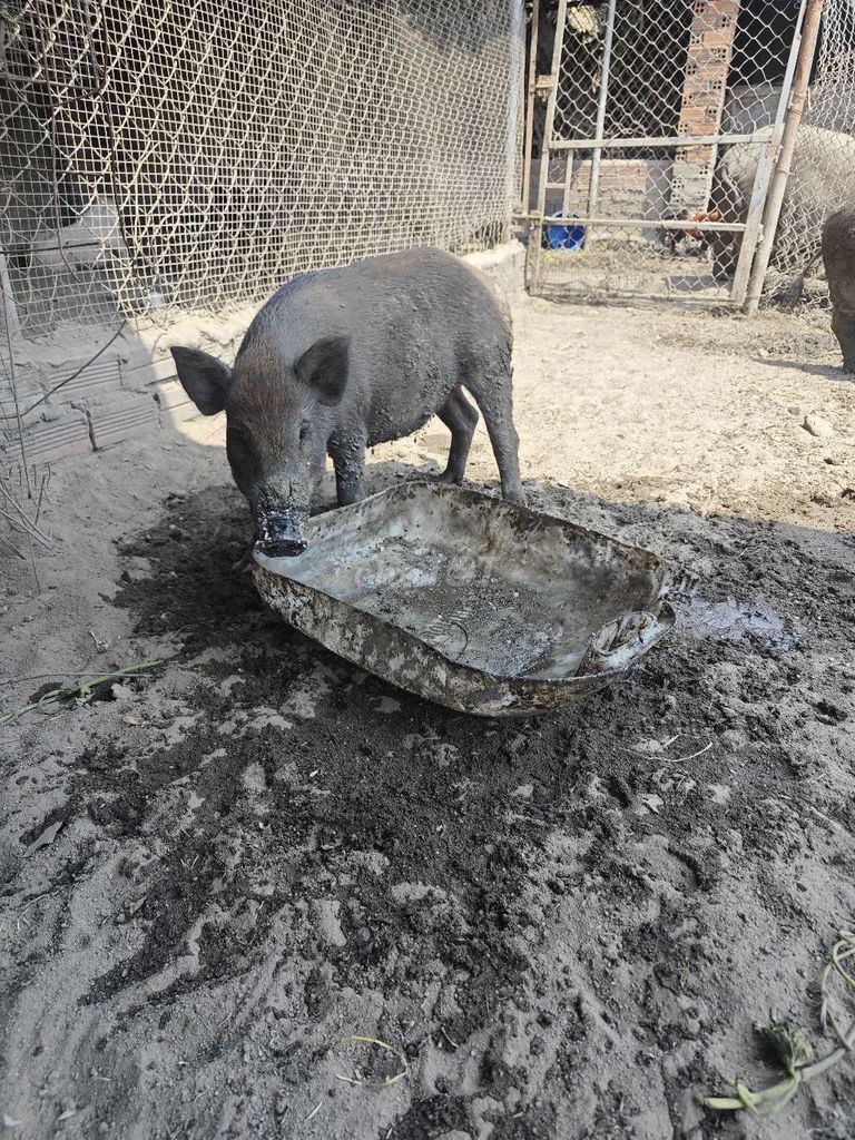 Heo lai. Mua bán Thú cưng khác tại Thị xã Phú Mỹ Bà Rịa - Vũng Tàu được đăng bởi dt hình 1