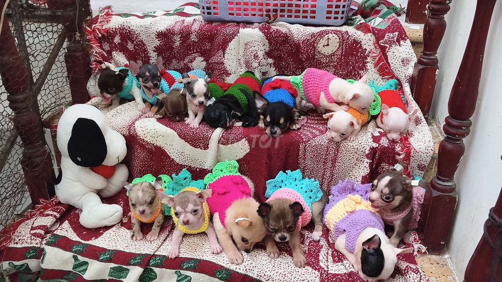 chihuahua đủ màu nhà đẻ. Mua bán Chó tại Quận 8 Tp Hồ Chí Minh được đăng bởi Chihuahua nhà ZoZo hình 1