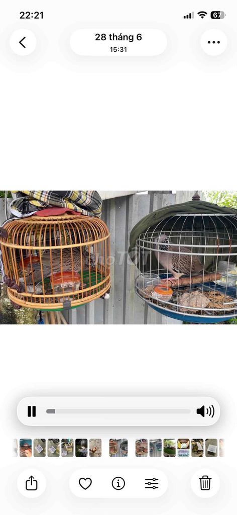 Chim Cu Gáy malai. Mua bán Chim tại Quận Ninh Kiều Cần Thơ được đăng bởi Chuyên gà đá  hình 1