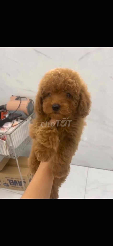 Chó Poodle Nâu Đã tiêm phòng. Mua bán Chó tại Thành phố Vũng Tàu Bà Rịa - Vũng Tàu được đăng bởi nguyễn trọng hoàng long hình 1