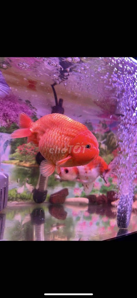Cá Ranchu màu Cam size 4n. Mua bán Thú cưng khác tại Quận 8 Tp Hồ Chí Minh được đăng bởi Nguyễn Hậu hình 1