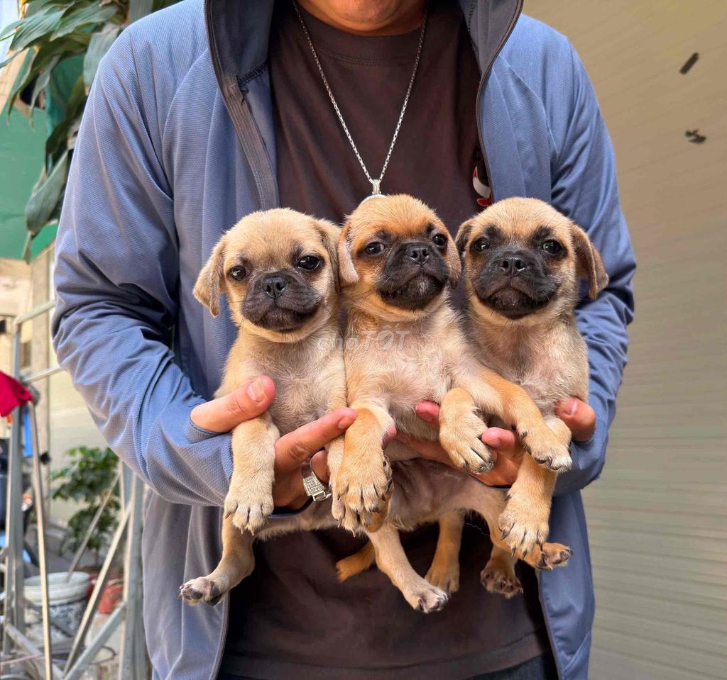 Chó Pug. Mua bán Chó tại Quận Liên Chiểu Đà Nẵng được đăng bởi V Petshop Đà Nẵng hình 1