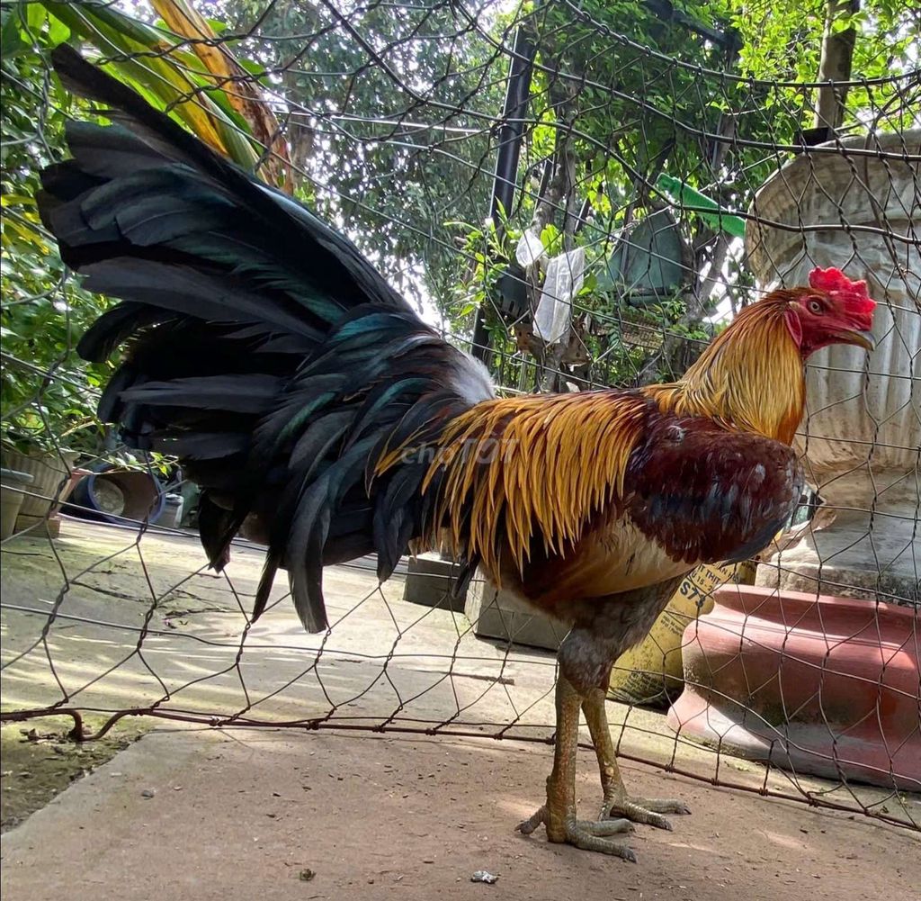 Gà khét vàng ben trạng 3kg2