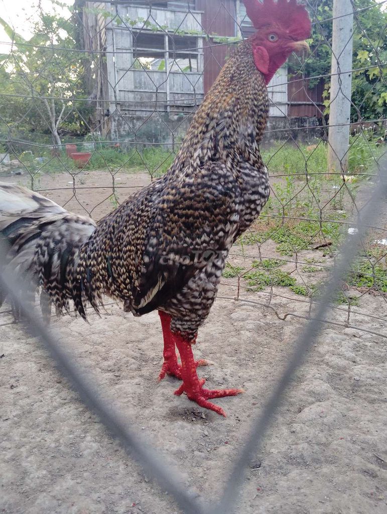 Gà Đa sắc 2,8kg. Mua bán Gà tại Huyện Trà Ôn Vĩnh Long được đăng bởi levanman hình 1