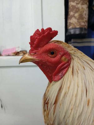 Bướm 2k6 thua ói. Mua bán Gà tại Quận Bình Tân Tp Hồ Chí Minh được đăng bởi long bạch kê