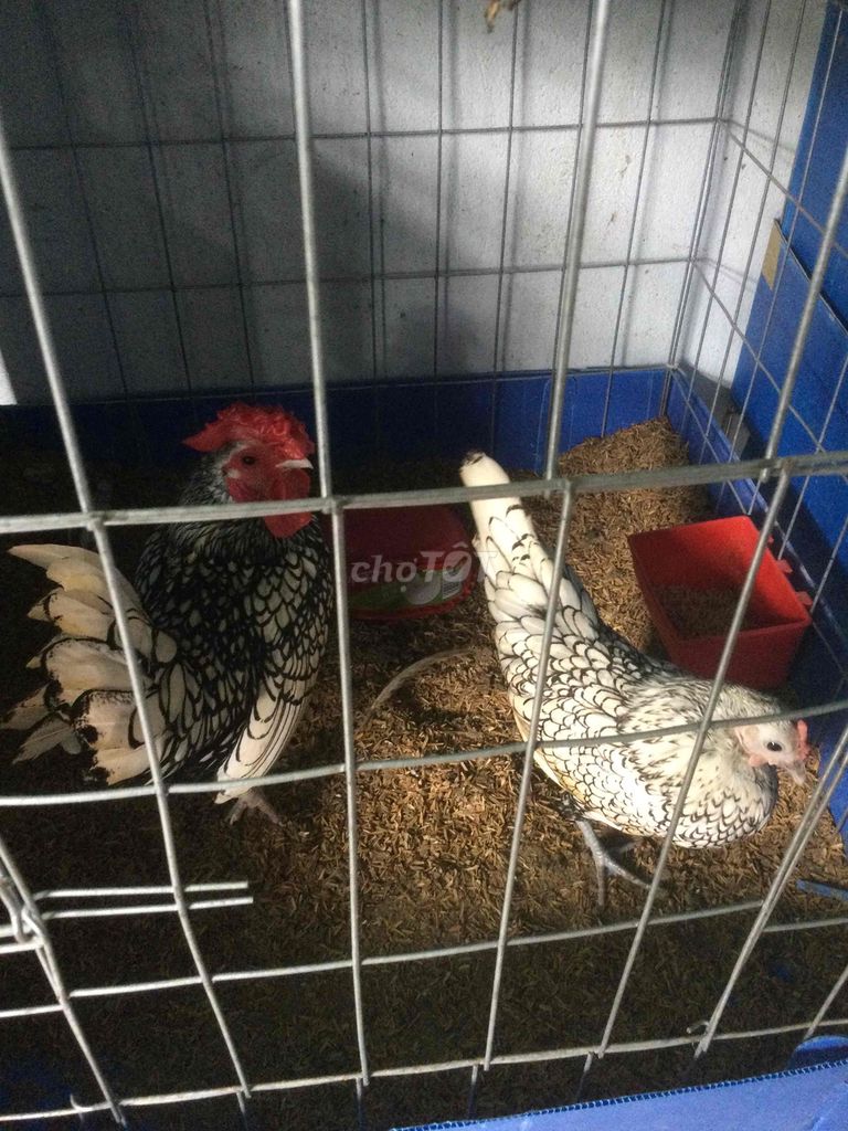 gà vậy cá đồng. Mua bán Gà tại Huyện Bình Chánh Tp Hồ Chí Minh được đăng bởi Dũng hình 1