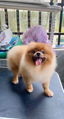 đực 1 tuổi bi cà đủ