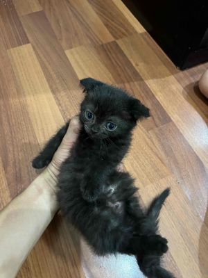 Mèo ALN đen - mèo thần tài