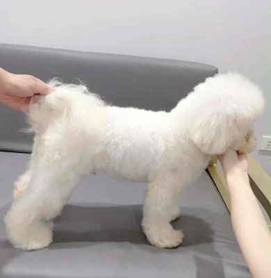 Chó Bichon đực 10 tháng