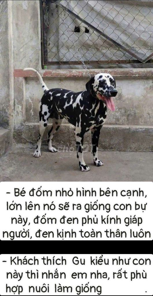 Chó Đốm 3tháng=6,7ký đen kịnh làm giống. Mua bán Chó tại Huyện Củ Chi Tp Hồ Chí Minh được đăng bởi Nguyễn Huy hình 1