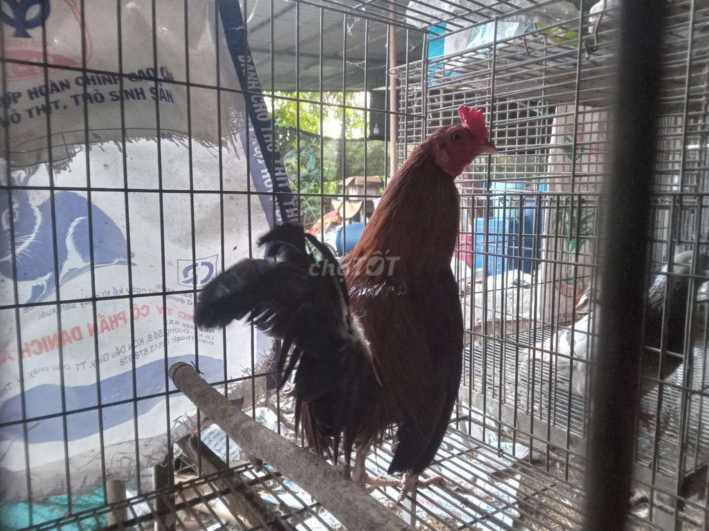 Gà tre Trống  Lai Mỹ 1 năm tuổi. Mua bán Gà tại Huyện Châu Đức Bà Rịa - Vũng Tàu được đăng bởi a ngôn hình 1