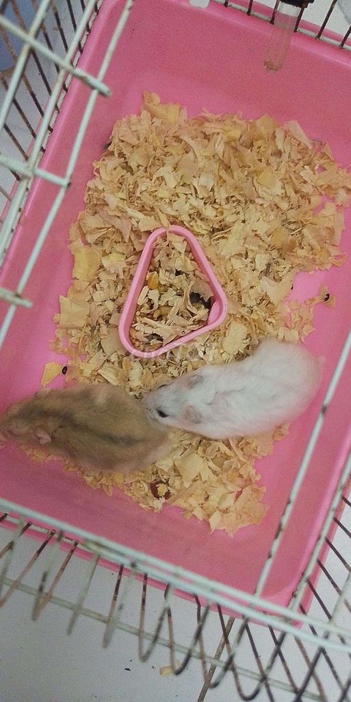 Chuột Hamster dễ nuôi. Mua bán Thú cưng khác tại Huyện Thanh Trì Hà Nội được đăng bởi Ta N hình 1