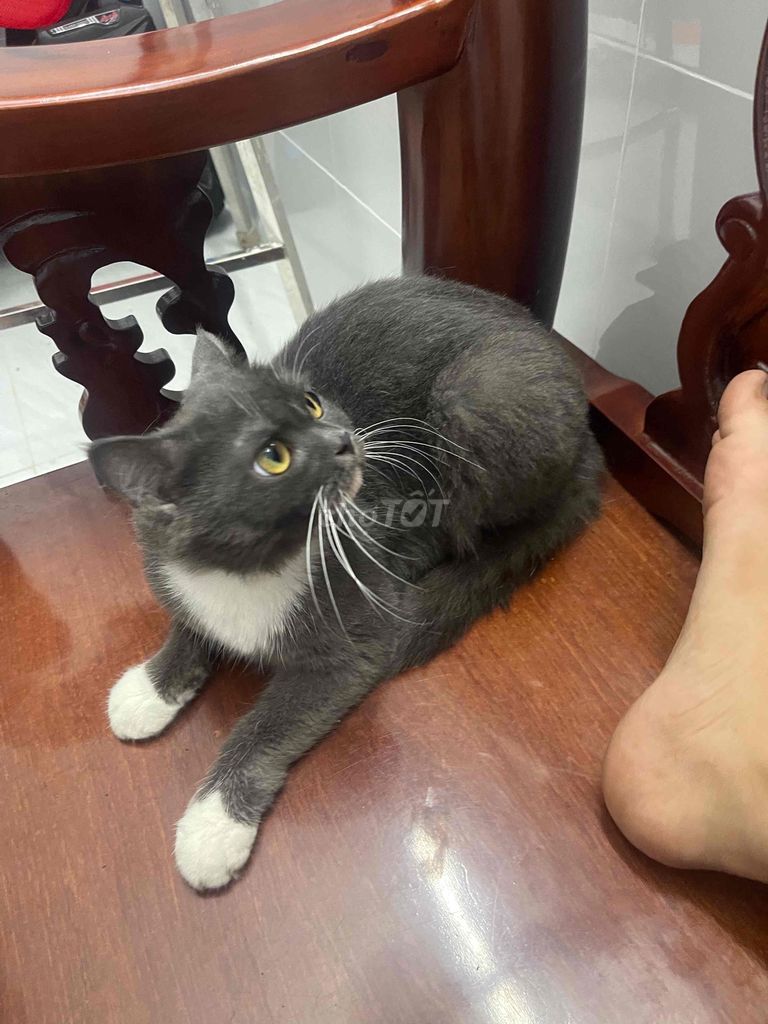 mèo bicolor cái. Mua bán Mèo tại Huyện Châu Thành Long An được đăng bởi Yến Nhi  hình 1