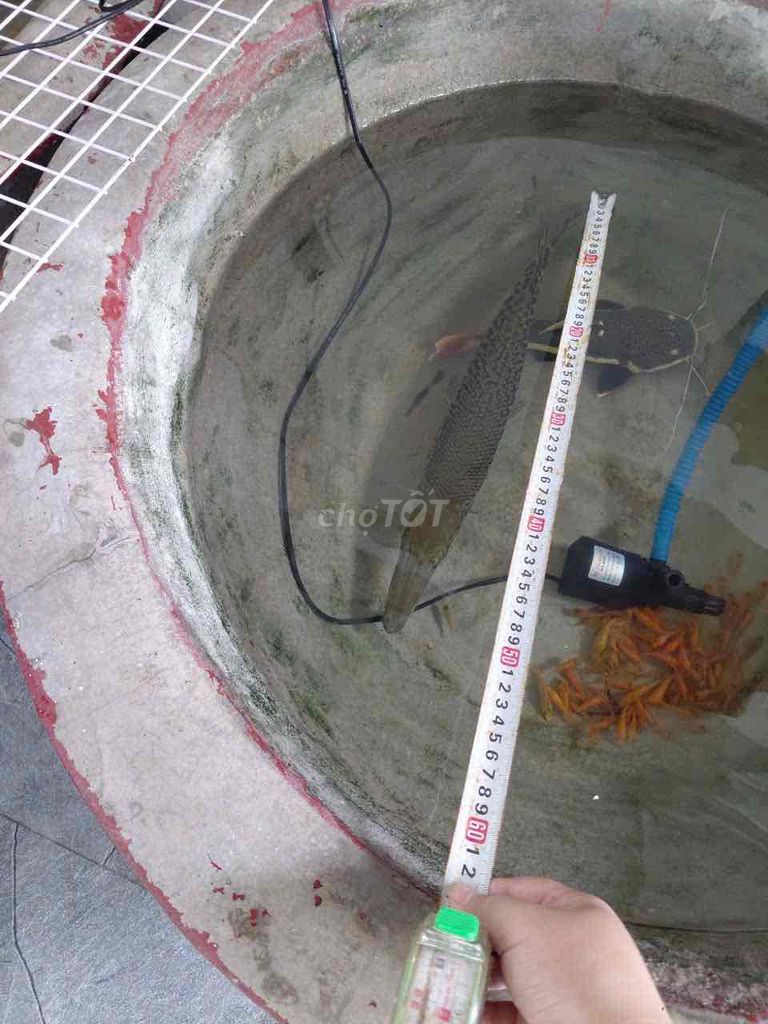 Bán cá sấu hoả tiễn. Mua bán Thú cưng khác tại Huyện Củ Chi Tp Hồ Chí Minh được đăng bởi Tri Vu hình 1