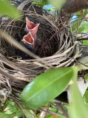 Cần bán chim chao chao. Mua bán Chim tại Huyện Bến Lức Long An được đăng bởi Pham kiêt