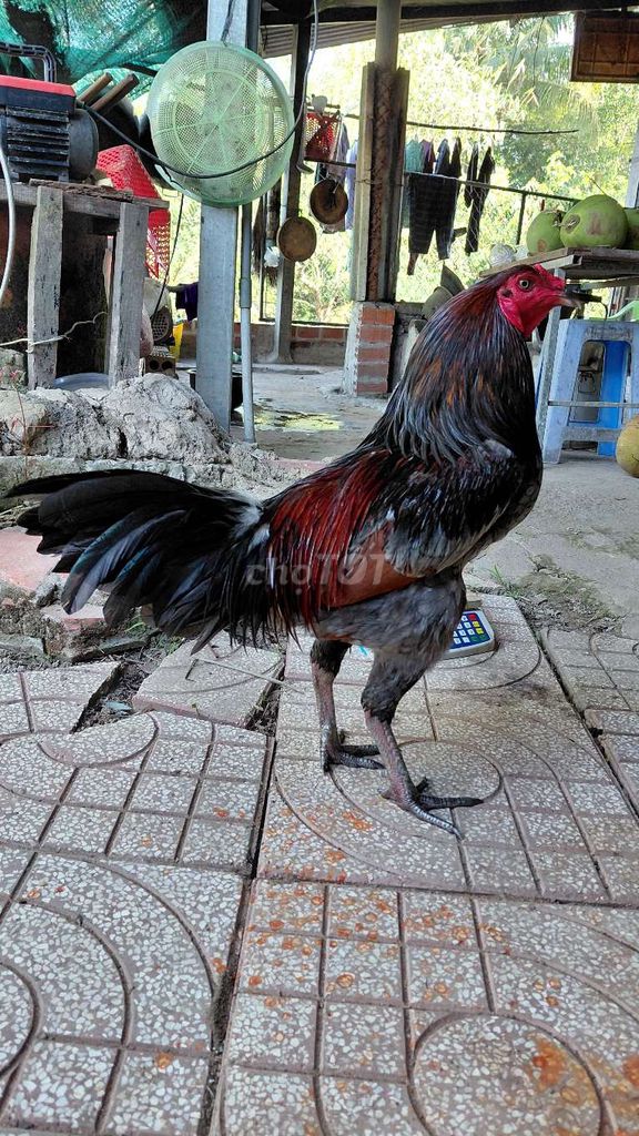 Xám khô 3.460kg. Mua bán Gà tại Huyện Mang Thít Vĩnh Long được đăng bởi Lê Phương Thiện hình 1