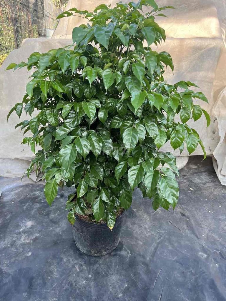 Cây hạnh phúc 80-100cm Xanh lá. Mua bán Cây cảnh, đồ trang trí tại Thành phố Thủ Đức Tp Hồ Chí Minh được đăng bởi Bảo hình 1