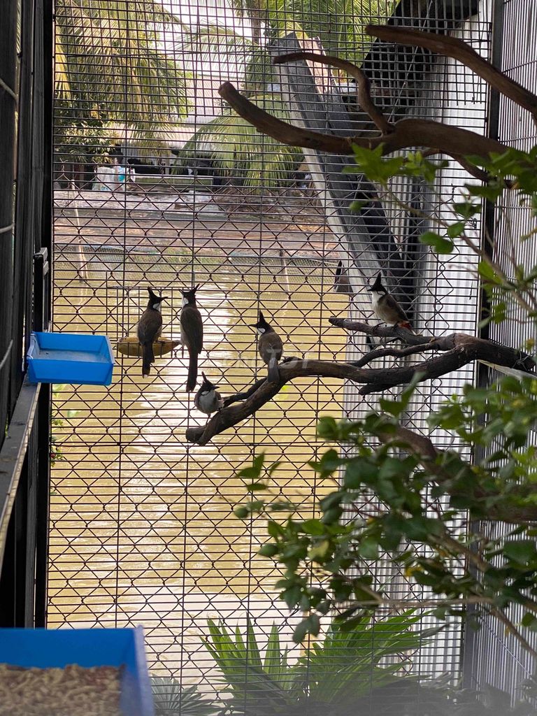 Chim chào mào Ô Môn. Mua bán Chim tại Quận Ô Môn Cần Thơ được đăng bởi Thanh nguyễn hình 1