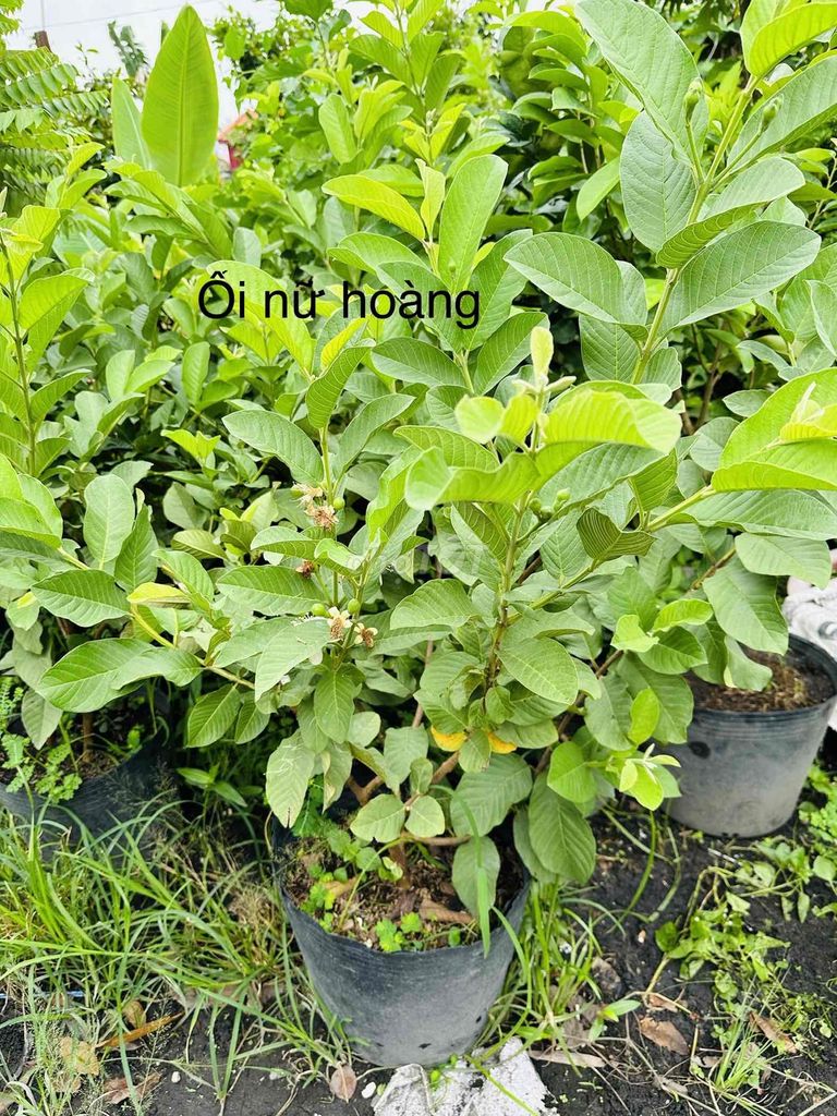 cây ổi nữ hoàng gốc trung cây cao 1m2 có trái. Mua bán Đồ chuyên dụng, Giống nuôi trồng tại Quận Gò Vấp Tp Hồ Chí Minh được đăng bởi Vườn Kiểng Nhà Nị Ny hình 2