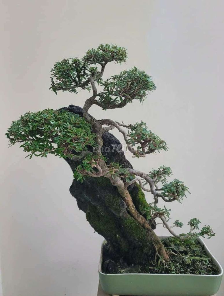 Bonsai Linh Sam