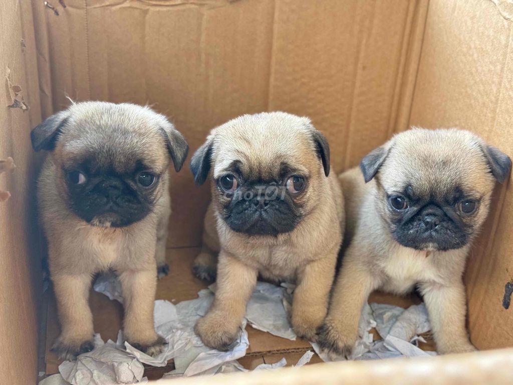 pug mặt xệ