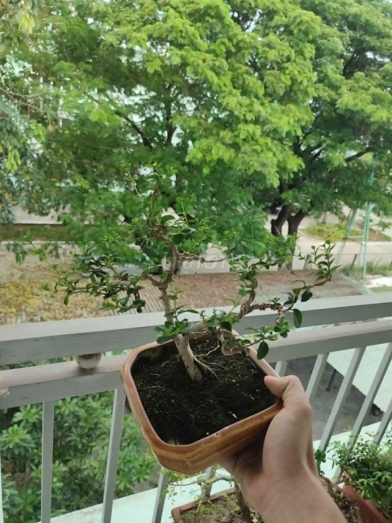 Cây cảnh bonsai. Mua bán Cây cảnh, đồ trang trí tại Quận Hải Châu Đà Nẵng được đăng bởi Lê thái thọ  hình 1