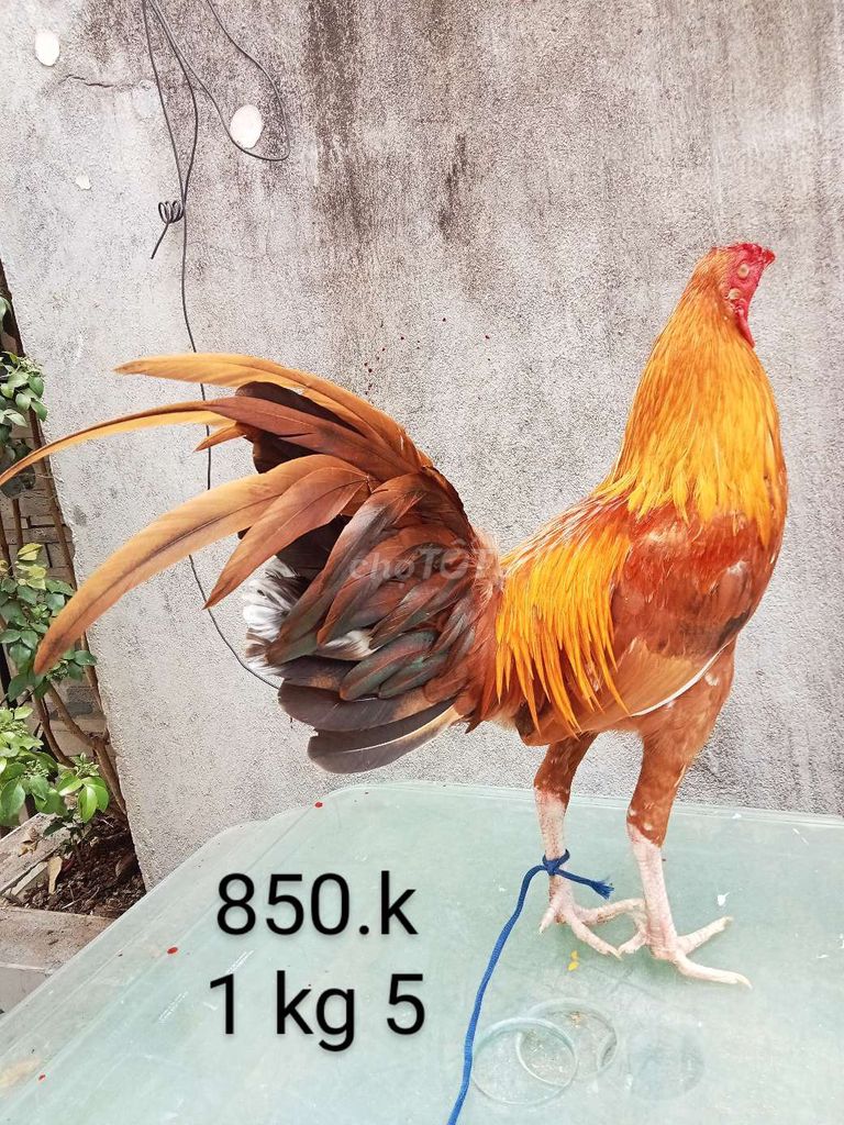 Gà tre Nâu vàng 1.5 kg. Mua bán Gà tại Quận Gò Vấp Tp Hồ Chí Minh được đăng bởi nam gà tre  hình 1