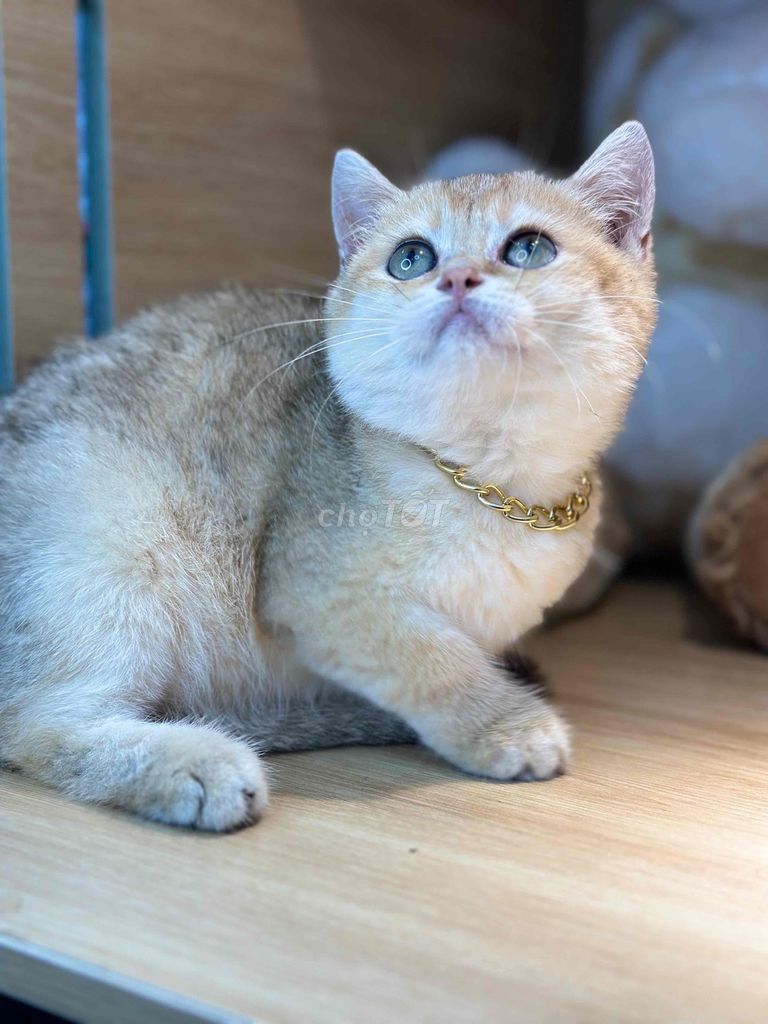 Mèo ALN golden form xinh. Mua bán Mèo tại Quận Ninh Kiều Cần Thơ được đăng bởi Bu pets hình 1