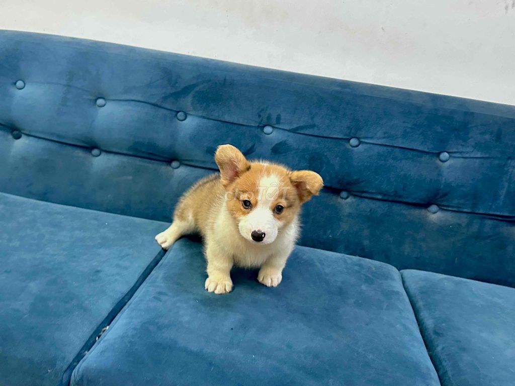 Chó Corgi vàng trắng đực cái đầy đủ. Mua bán Chó tại Quận 12 Tp Hồ Chí Minh được đăng bởi Kien hình 1