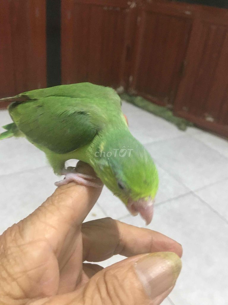 Vẹt Parolet Xanh lá Khoẻ mạnh. Mua bán Chim tại Thành phố Thuận An Bình Dương được đăng bởi Bình Nguyễn hình 1