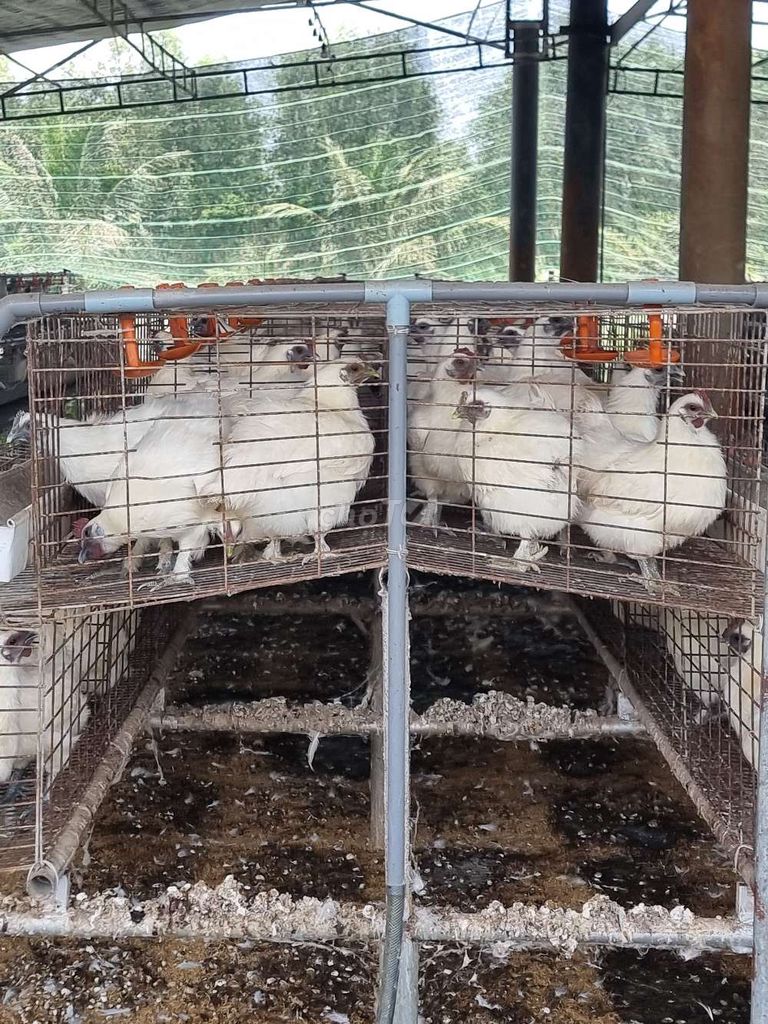 Gà ác Trắng đã tiêm phòng. Mua bán Gà tại Quận Ninh Kiều Cần Thơ được đăng bởi Hồng quang hình 1