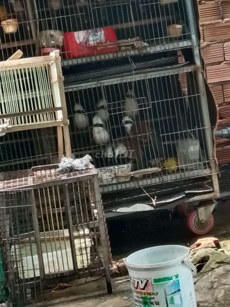 chim khướu nuôi 2 năm 2 mùa. Mua bán Chim tại Thành phố Dĩ An Bình Dương được đăng bởi Tien Dat hình 1