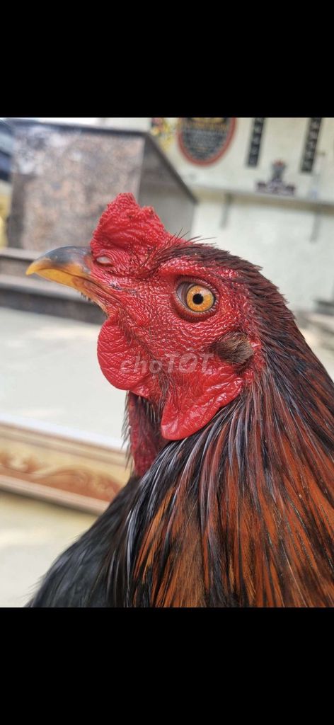 Que Mỹ 3k6 lông chuyền. Mua bán Gà tại Thành phố Tân An Long An được đăng bởi Nguyễn Khánh  hình 1