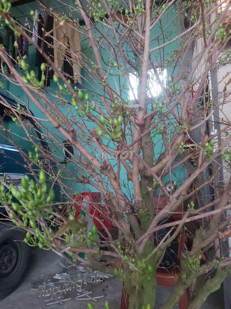 Cây cảnh Mai 2m Phan Thiết. Mua bán Cây cảnh, đồ trang trí tại Thành phố Phan Thiết Bình Thuận được đăng bởi Anh Phạm hình 1