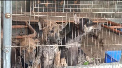 Cặp đực con của Nhím lưỡi đen