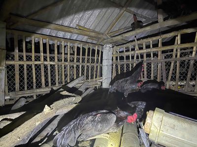 Gà đúc , gà chọi thịt. Mua bán Gà tại Quận Hà Đông Hà Nội được đăng bởi Ninh