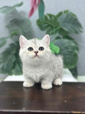 Shop sẵn mấy bé Silver chân Dài, Ngắn đủ cả. Mua bán Mèo tại Quận 1 Tp Hồ Chí Minh được đăng bởi Huy Cường