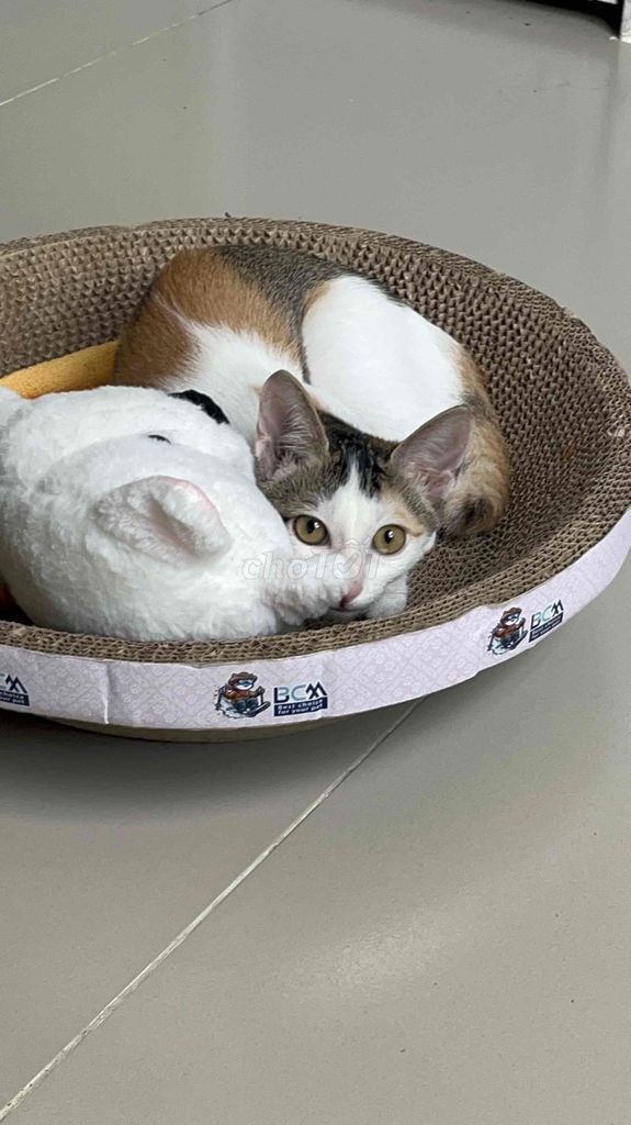 Tìm chủ yêu thương bé. Mua bán Mèo tại Quận 7 Tp Hồ Chí Minh được đăng bởi Ngoc Anh hình 3