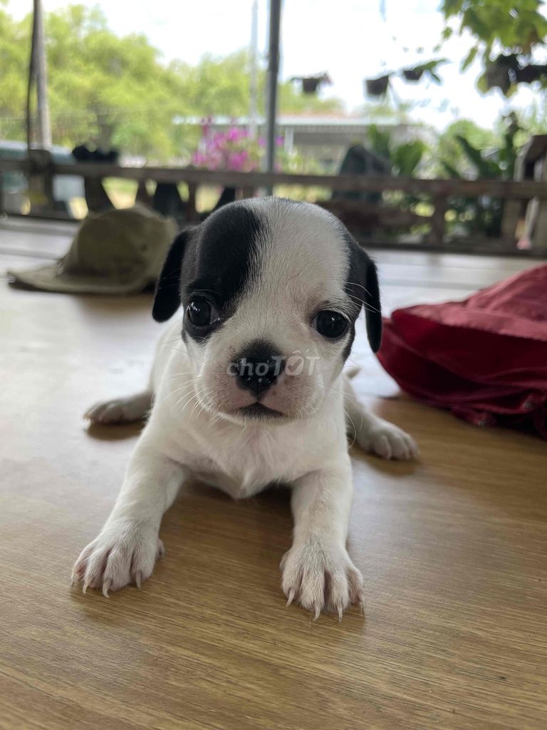 Tìm nhà mới cho bé. Mua bán Chó tại Huyện Đức Hòa Long An được đăng bởi Lê Thị Ngọc Ánh hình 1