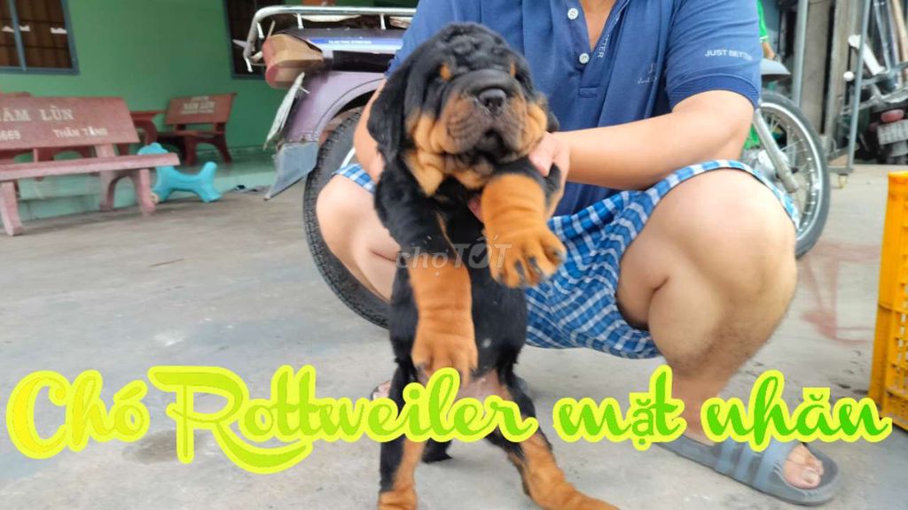 Chó Rottweiler dòng đại