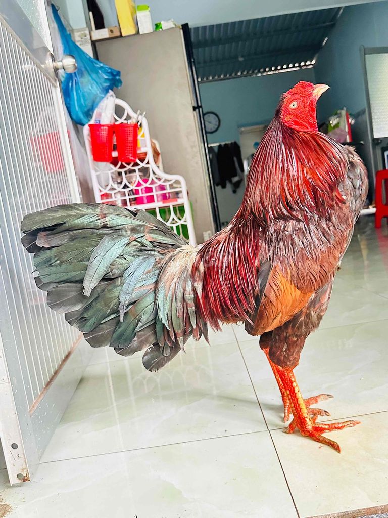 Xanh asiu mỹ 3ki450. Mua bán Gà tại Huyện Cai Lậy Tiền Giang được đăng bởi gà đá Tiền Giang hình 1