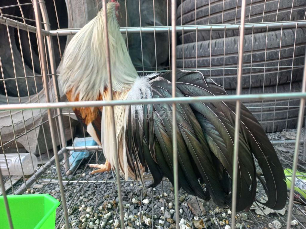 Thanh lý gà chuối kiểng tân châu đuôi dài.. Mua bán Gà tại Huyện Vĩnh Cửu Đồng Nai được đăng bởi le trung nguyen hình 1