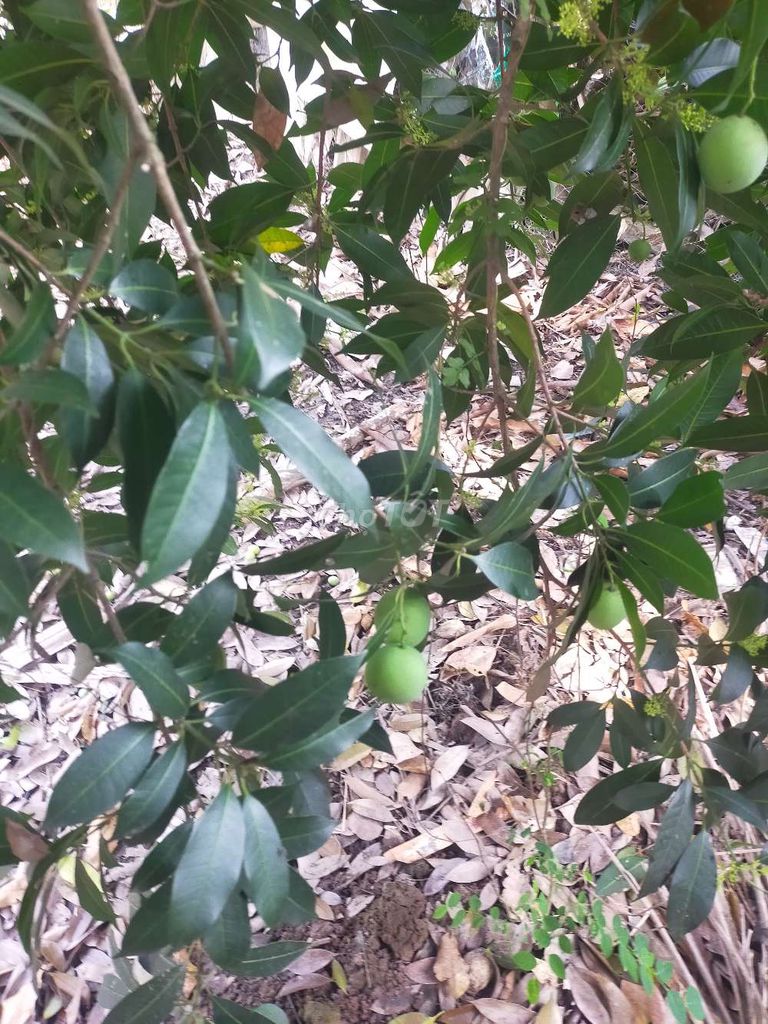 Thanh trà xanh 1kg. Mua bán Đồ ăn, thực phẩm và các loại khác tại Huyện Trà Ôn Vĩnh Long được đăng bởi TT hình 1