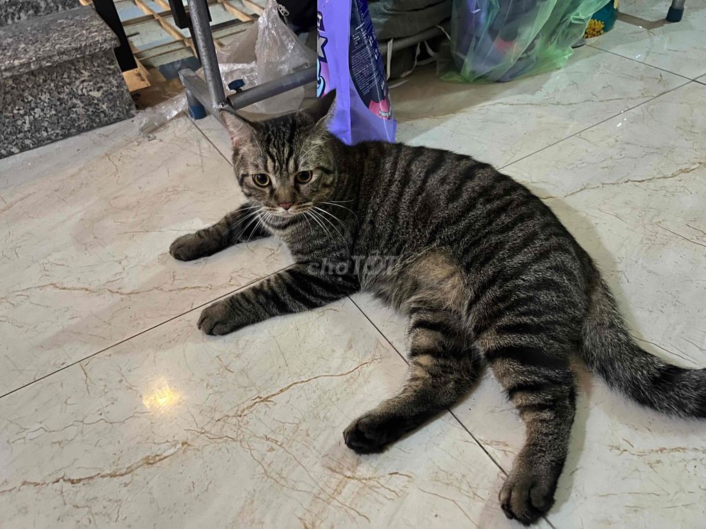 Tặng lấy vía (có trả lại) bé ALN lai ALD 1,5 tuổi. Mua bán Mèo tại Quận 7 Tp Hồ Chí Minh được đăng bởi Thái Dương hình 1