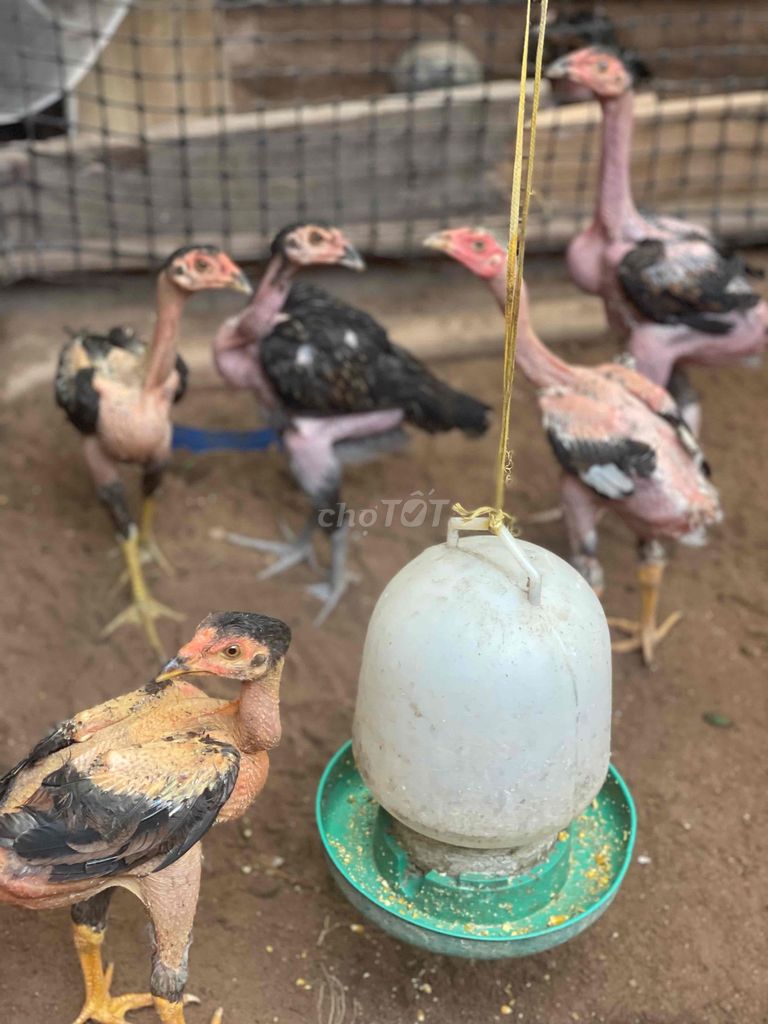 Gà mái 1 kg. Mua bán Gà tại Quận Hà Đông Hà Nội được đăng bởi quang nguyên văn hình 1