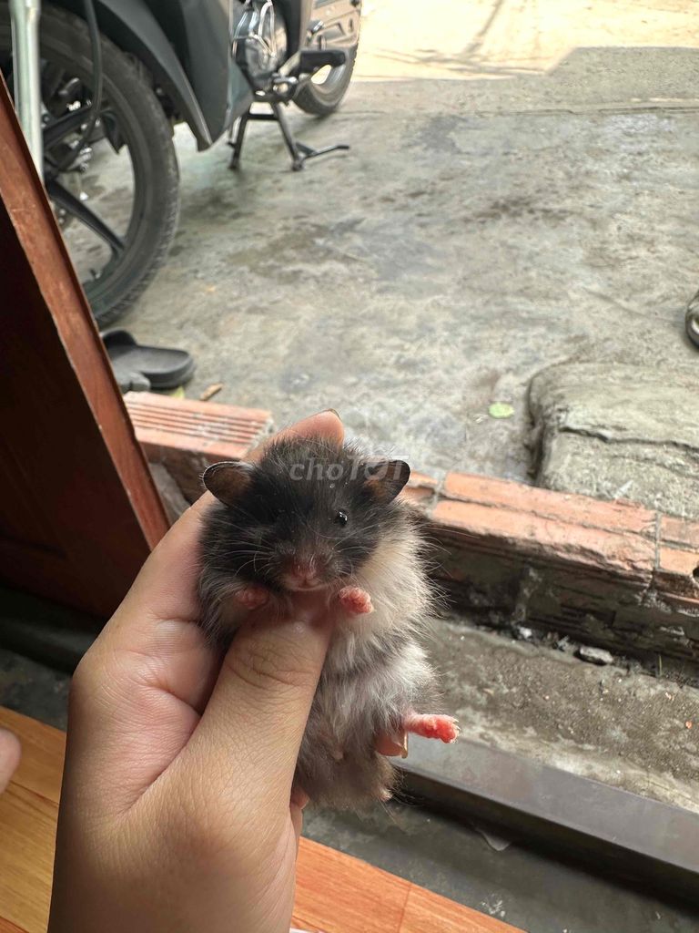 bear xù. Mua bán Thú cưng khác tại Quận 8 Tp Hồ Chí Minh được đăng bởi khoai hametr hình 1