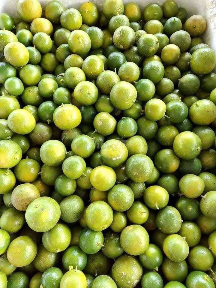 Tắc nhà trồng to mọng nước. Mua bán Đồ ăn, thực phẩm và các loại khác tại Huyện Hòa Thành Tây Ninh được đăng bởi Ms  MaiThi hình 1